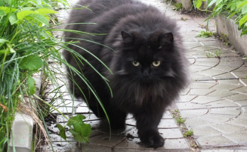 КОШКА МОЛЛИ